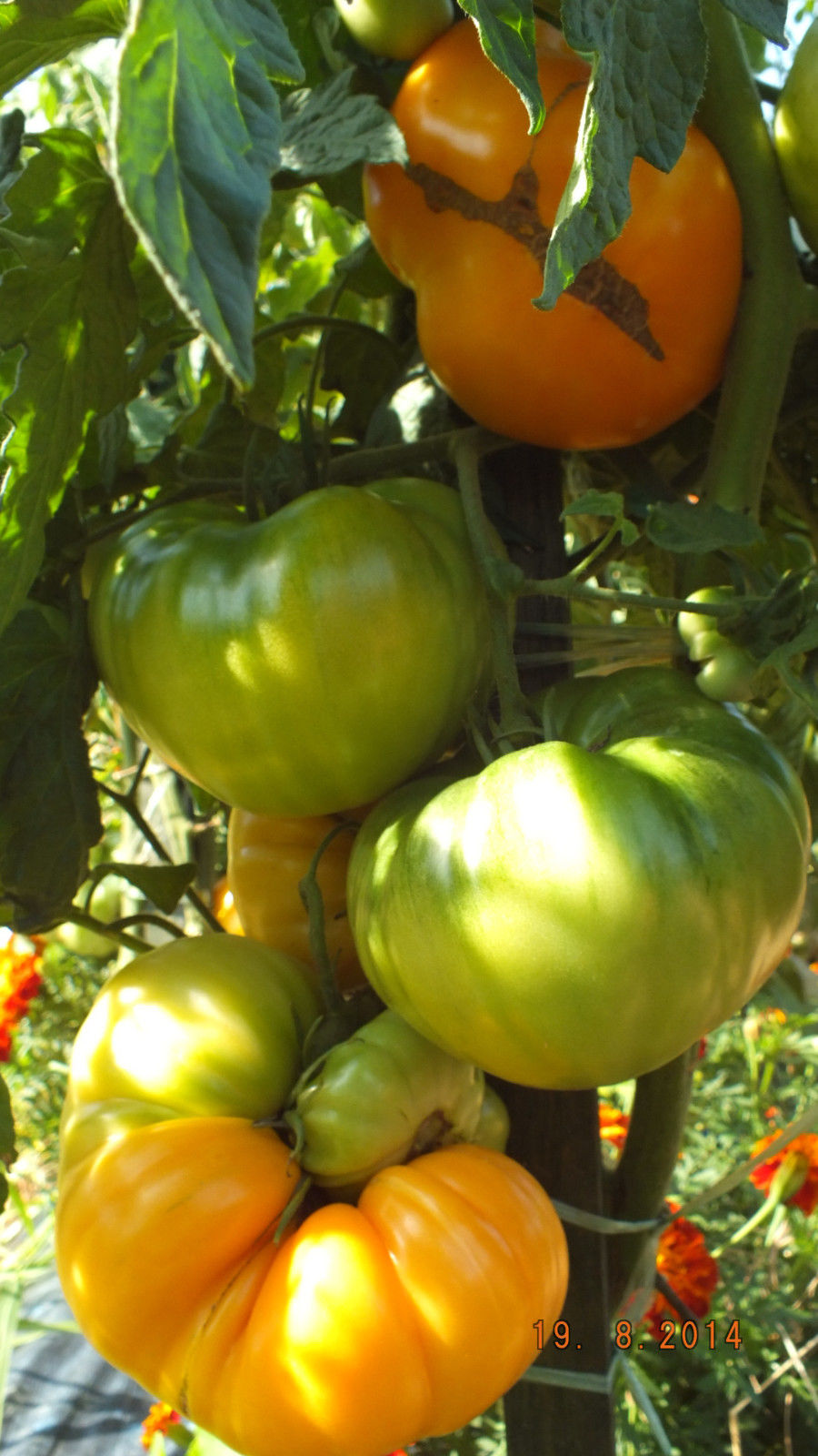 Yellow Tomatoes YELLOW GIANT BELGIUM Tomato